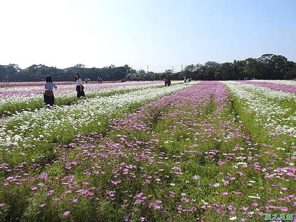 花彩節中壢場20191117(29).JPG