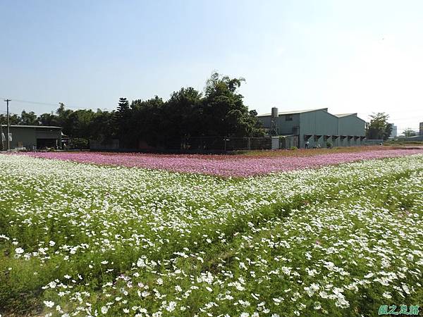 花彩節中壢場20191117(66).JPG