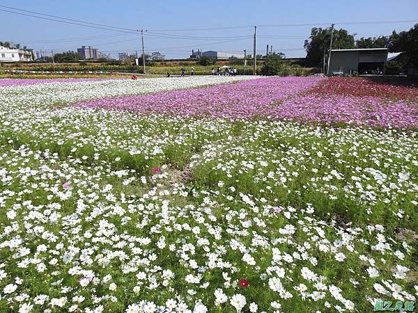 花彩節中壢場20191117(70).JPG