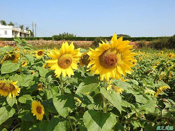 花彩節中壢場20191117(79).JPG