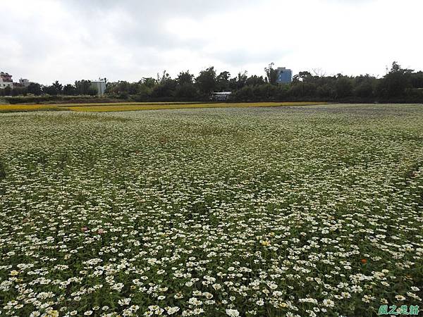 花彩節%5C平鎮場20191117(111).JPG