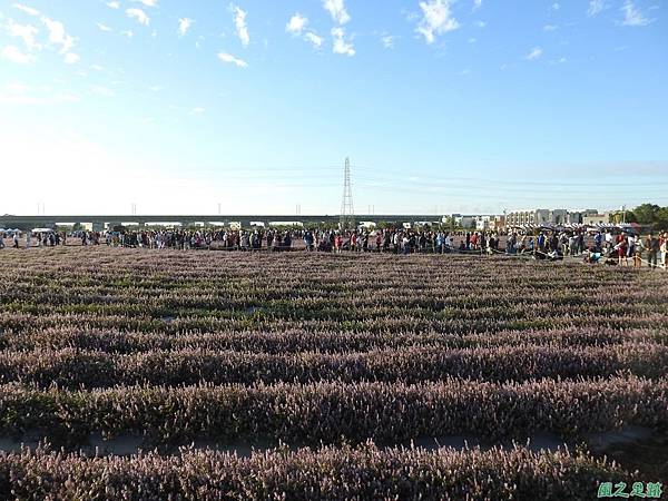 楊梅仙草花節20191124(55).JPG