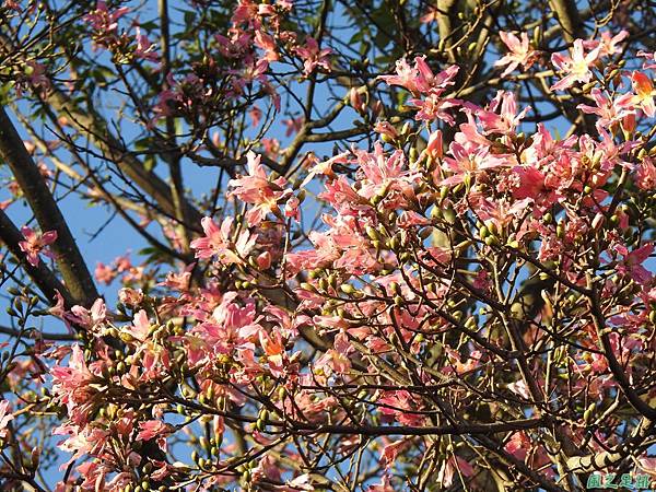 美人樹20191208(1).JPG