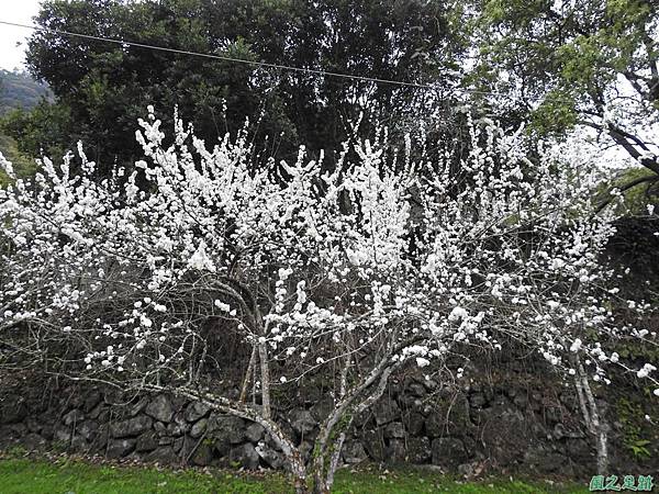 李花(苗栗獅潭)20200118(36).JPG