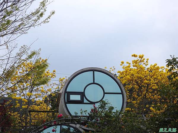 巨埔黃花風鈴木 (1).JPG