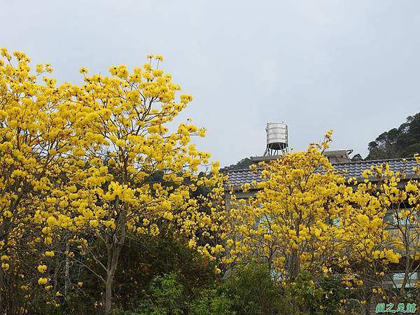 巨埔黃花風鈴木 (12).JPG