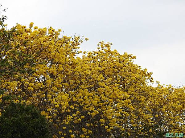 巨埔黃花風鈴木 (17).JPG