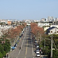 中大木棉道20200316(3).JPG