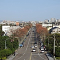 中大木棉道20200316(6).JPG