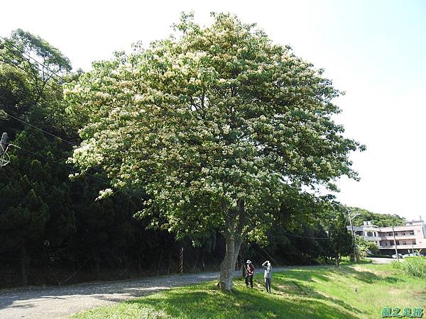 加羅林魚木20200503(2).JPG