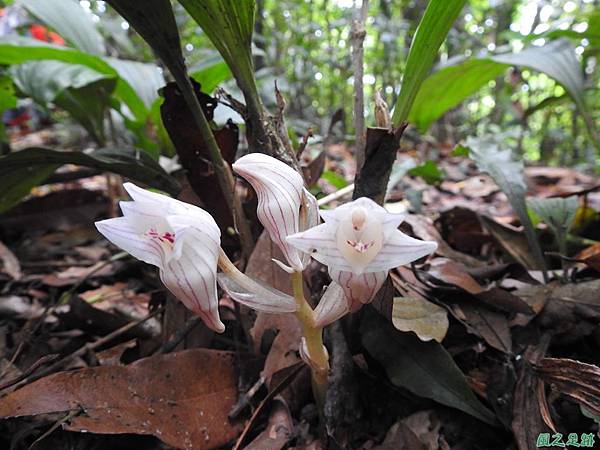 一葉罈花蘭20200516(1).JPG