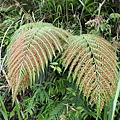 東方狗脊蕨20200606(6).JPG