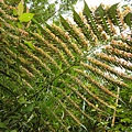 東方狗脊蕨20200606(18).JPG
