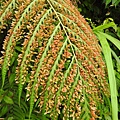 東方狗脊蕨20200606(31).JPG
