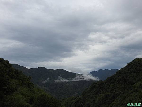 東方狗脊蕨(山景)20200606(39).JPG