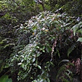 台灣厚距花20200606(14).JPG