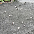 石牆蝶20200704(8).JPG