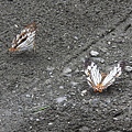石牆蝶20200704(9).JPG