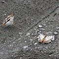 石牆蝶20200704(10).JPG