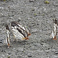 石牆蝶20200704(23).JPG