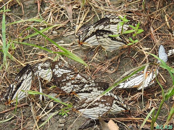 石牆蝶20200704(29).JPG