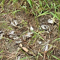 石牆蝶20200704(30).JPG