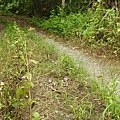 石牆蝶20200704(31).JPG