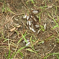 石牆蝶20200704(32).JPG