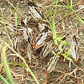 石牆蝶20200704(33).JPG