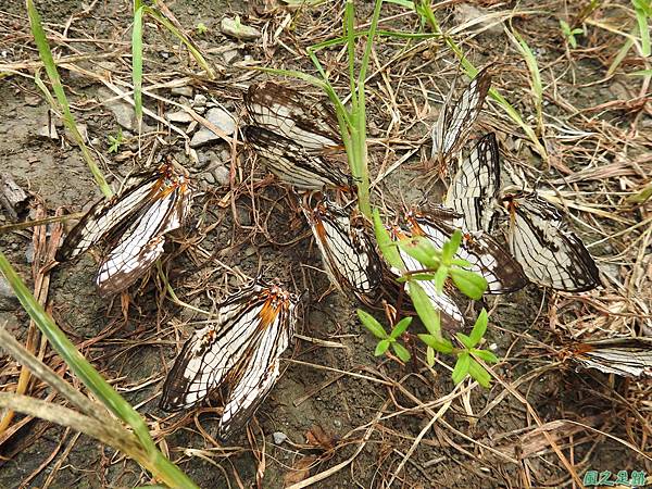 石牆蝶20200704(34).JPG