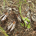 石牆蝶20200704(34).JPG