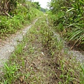 石牆蝶20200704(35).JPG
