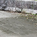 石牆蝶20200704(36).JPG