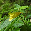 黃花鳳仙花20200613 (10).JPG