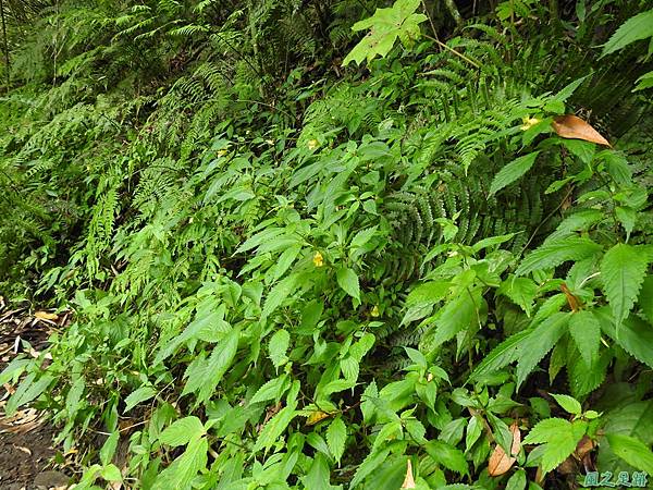 黃花鳳仙花20200613 (9).JPG