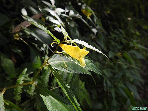 黃花鳳仙花20200613 (14).JPG