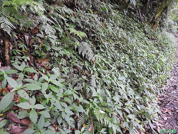 黃花鳳仙花20200613 (27).JPG