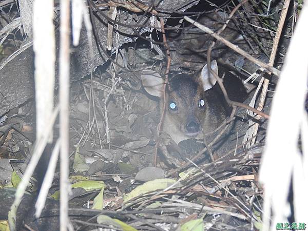 山羌20200805(6).JPG
