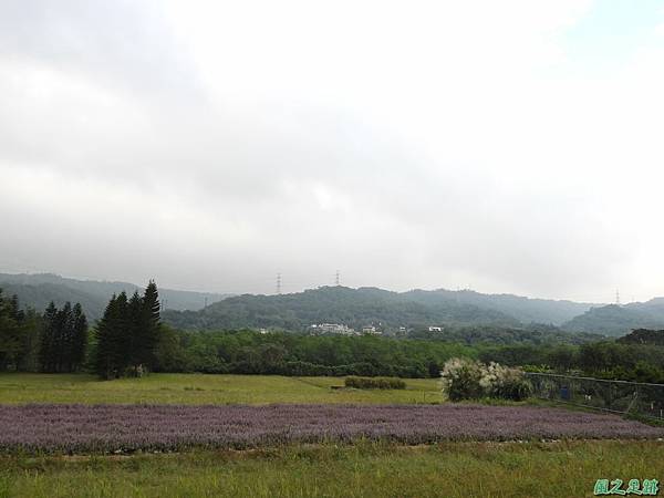 仙草一分田20251117(35).JPG
