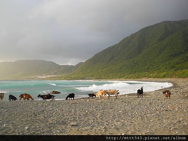 蘭嶼的羊看海 (1).JPG