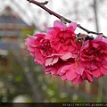 我家後院櫻花也開了 (6).JPG