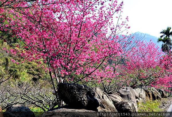 櫻花盛開時的美景 (2).jpg