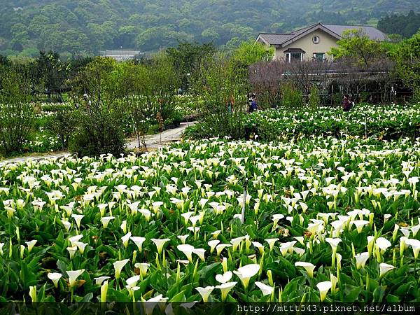 竹子湖。海芋 (12).jpg