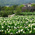 竹子湖。海芋 (12).jpg