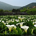 竹子湖。海芋 (13).jpg