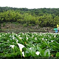 竹子湖。海芋 (24).JPG
