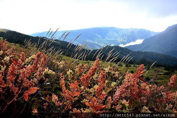 合歡山。2014~ 10 (8)