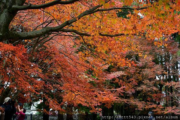 楓。福壽山。2015  12  04 (10).jpg