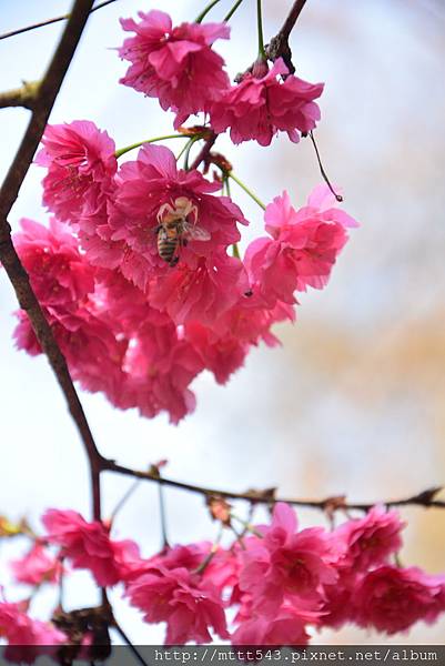 櫻花。浪漫唯美 (12).JPG