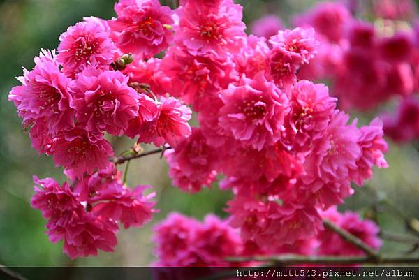 櫻花。浪漫唯美 (14).JPG